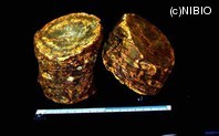 http://mpdb.nibiohn.go.jp/CONTENTS_ROOT/PLANT_PHOTO_DATA/PHOTO_FILE/thumbnail/617.jpg