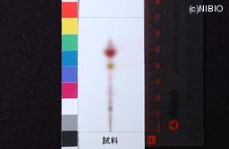 http://mpdb.nibiohn.go.jp/CONTENTS_ROOT/JP_IDENTIFICATION_PHOTO_DATA/JP_IDENTIFICATION_PHOTO_FILE/thumbnail/1252.jpg