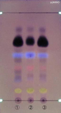 http://mpdb.nibiohn.go.jp/CONTENTS_ROOT/JP_IDENTIFICATION_PHOTO_DATA/JP_IDENTIFICATION_PHOTO_FILE/thumbnail/1032.jpg