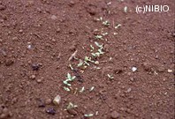 http://mpdb.nibiohn.go.jp/CONTENTS_ROOT/PLANT_PHOTO_DATA/PHOTO_FILE/thumbnail/321.jpg