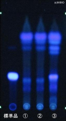 http://mpdb.nibiohn.go.jp/CONTENTS_ROOT/JP_IDENTIFICATION_PHOTO_DATA/JP_IDENTIFICATION_PHOTO_FILE/thumbnail/841.JPG