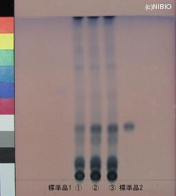 http://mpdb.nibiohn.go.jp/CONTENTS_ROOT/JP_IDENTIFICATION_PHOTO_DATA/JP_IDENTIFICATION_PHOTO_FILE/thumbnail/1204.JPG