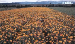 http://mpdb.nibiohn.go.jp/CONTENTS_ROOT/CULTIVATION_PHOTO_DATA/PHOTO_FILE/thumbnail/48.jpg