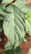 http://mpdb.nibiohn.go.jp/CONTENTS_ROOT/PLANT_PHOTO_DATA/PHOTO_FILE/thumbnail/322.jpg