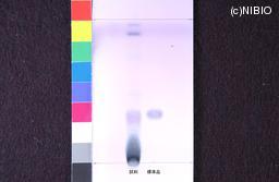 http://mpdb.nibiohn.go.jp/CONTENTS_ROOT/JP_IDENTIFICATION_PHOTO_DATA/JP_IDENTIFICATION_PHOTO_FILE/thumbnail/955.jpg