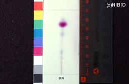 http://mpdb.nibiohn.go.jp/CONTENTS_ROOT/JP_IDENTIFICATION_PHOTO_DATA/JP_IDENTIFICATION_PHOTO_FILE/thumbnail/1254.jpg