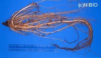 http://mpdb.nibiohn.go.jp/CONTENTS_ROOT/PLANT_PHOTO_DATA/PHOTO_FILE/thumbnail/324.jpg