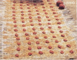 http://mpdb.nibiohn.go.jp/CONTENTS_ROOT/CULTIVATION_PHOTO_DATA/PHOTO_FILE/thumbnail/50.jpg