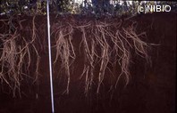 http://mpdb.nibiohn.go.jp/CONTENTS_ROOT/PLANT_PHOTO_DATA/PHOTO_FILE/thumbnail/325.jpg