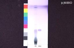 http://mpdb.nibiohn.go.jp/CONTENTS_ROOT/JP_IDENTIFICATION_PHOTO_DATA/JP_IDENTIFICATION_PHOTO_FILE/thumbnail/956.jpg