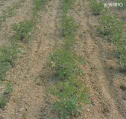 http://mpdb.nibiohn.go.jp/CONTENTS_ROOT/CULTIVATION_PHOTO_DATA/PHOTO_FILE/thumbnail/145.jpg
