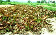 http://mpdb.nibiohn.go.jp/CONTENTS_ROOT/PLANT_PHOTO_DATA/PHOTO_FILE/thumbnail/621.jpg