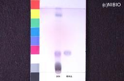 http://mpdb.nibiohn.go.jp/CONTENTS_ROOT/JP_IDENTIFICATION_PHOTO_DATA/JP_IDENTIFICATION_PHOTO_FILE/thumbnail/957.jpg