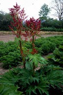 http://mpdb.nibiohn.go.jp/CONTENTS_ROOT/PLANT_PHOTO_DATA/PHOTO_FILE/thumbnail/622.jpg