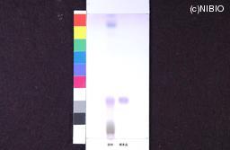 http://mpdb.nibiohn.go.jp/CONTENTS_ROOT/JP_IDENTIFICATION_PHOTO_DATA/JP_IDENTIFICATION_PHOTO_FILE/thumbnail/958.jpg