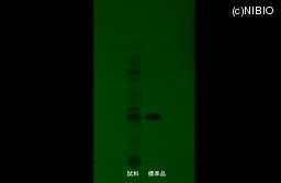 http://mpdb.nibiohn.go.jp/CONTENTS_ROOT/JP_IDENTIFICATION_PHOTO_DATA/JP_IDENTIFICATION_PHOTO_FILE/thumbnail/789.jpg
