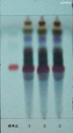 http://mpdb.nibiohn.go.jp/CONTENTS_ROOT/JP_IDENTIFICATION_PHOTO_DATA/JP_IDENTIFICATION_PHOTO_FILE/thumbnail/687.jpg