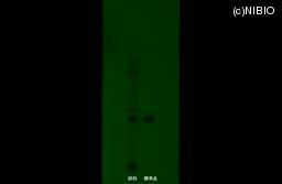 http://mpdb.nibiohn.go.jp/CONTENTS_ROOT/JP_IDENTIFICATION_PHOTO_DATA/JP_IDENTIFICATION_PHOTO_FILE/thumbnail/790.jpg