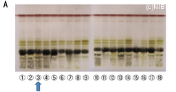 http://mpdb.nibiohn.go.jp/CONTENTS_ROOT/TLC_DATA/TLC_FIG_FILE/thumbnail/651.jpg