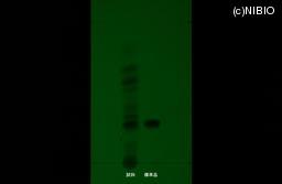 http://mpdb.nibiohn.go.jp/CONTENTS_ROOT/JP_IDENTIFICATION_PHOTO_DATA/JP_IDENTIFICATION_PHOTO_FILE/thumbnail/791.jpg