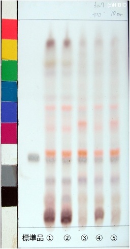 http://mpdb.nibiohn.go.jp/CONTENTS_ROOT/JP_IDENTIFICATION_PHOTO_DATA/JP_IDENTIFICATION_PHOTO_FILE/thumbnail/516.jpg