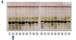 http://mpdb.nibiohn.go.jp/CONTENTS_ROOT/TLC_DATA/TLC_FIG_FILE/thumbnail/650.jpg