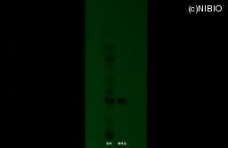 http://mpdb.nibiohn.go.jp/CONTENTS_ROOT/JP_IDENTIFICATION_PHOTO_DATA/JP_IDENTIFICATION_PHOTO_FILE/thumbnail/792.jpg