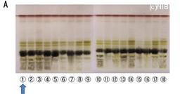http://mpdb.nibiohn.go.jp/CONTENTS_ROOT/TLC_DATA/TLC_FIG_FILE/thumbnail/649.jpg