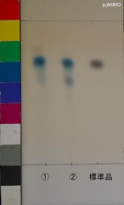 http://mpdb.nibiohn.go.jp/CONTENTS_ROOT/JP_IDENTIFICATION_PHOTO_DATA/JP_IDENTIFICATION_PHOTO_FILE/thumbnail/1164.JPG