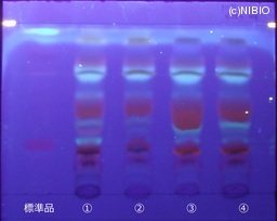 http://mpdb.nibiohn.go.jp/CONTENTS_ROOT/JP_IDENTIFICATION_PHOTO_DATA/JP_IDENTIFICATION_PHOTO_FILE/thumbnail/123.jpg