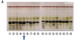 http://mpdb.nibiohn.go.jp/CONTENTS_ROOT/TLC_DATA/TLC_FIG_FILE/thumbnail/653.jpg