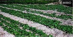 http://mpdb.nibiohn.go.jp/CONTENTS_ROOT/CULTIVATION_PHOTO_DATA/PHOTO_FILE/thumbnail/239.jpg
