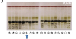 http://mpdb.nibiohn.go.jp/CONTENTS_ROOT/TLC_DATA/TLC_FIG_FILE/thumbnail/654.jpg