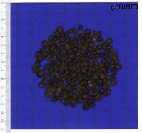 http://mpdb.nibiohn.go.jp/CONTENTS_ROOT/MODL_SMP_COM_T/FLM_GAIKEI_FILE/thumbnail/737.jpg