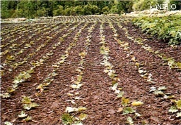http://mpdb.nibiohn.go.jp/CONTENTS_ROOT/CULTIVATION_PHOTO_DATA/PHOTO_FILE/thumbnail/240.jpg