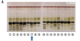 http://mpdb.nibiohn.go.jp/CONTENTS_ROOT/TLC_DATA/TLC_FIG_FILE/thumbnail/655.jpg