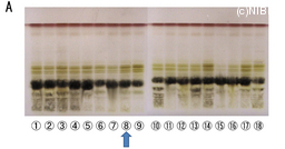 http://mpdb.nibiohn.go.jp/CONTENTS_ROOT/TLC_DATA/TLC_FIG_FILE/thumbnail/656.jpg