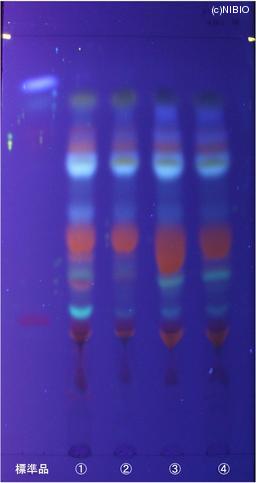 http://mpdb.nibiohn.go.jp/CONTENTS_ROOT/JP_IDENTIFICATION_PHOTO_DATA/JP_IDENTIFICATION_PHOTO_FILE/thumbnail/671.jpg