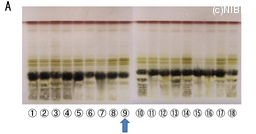 http://mpdb.nibiohn.go.jp/CONTENTS_ROOT/TLC_DATA/TLC_FIG_FILE/thumbnail/657.jpg