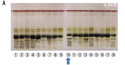 http://mpdb.nibiohn.go.jp/CONTENTS_ROOT/TLC_DATA/TLC_FIG_FILE/thumbnail/658.jpg