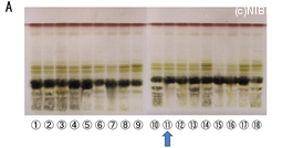 http://mpdb.nibiohn.go.jp/CONTENTS_ROOT/TLC_DATA/TLC_FIG_FILE/thumbnail/659.jpg