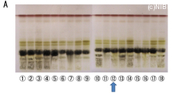 http://mpdb.nibiohn.go.jp/CONTENTS_ROOT/TLC_DATA/TLC_FIG_FILE/thumbnail/660.jpg