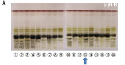 http://mpdb.nibiohn.go.jp/CONTENTS_ROOT/TLC_DATA/TLC_FIG_FILE/thumbnail/661.jpg