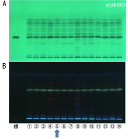 http://mpdb.nibiohn.go.jp/CONTENTS_ROOT/TLC_DATA/TLC_FIG_FILE/thumbnail/603.jpg