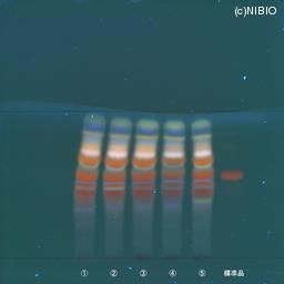 http://mpdb.nibiohn.go.jp/CONTENTS_ROOT/JP_IDENTIFICATION_PHOTO_DATA/JP_IDENTIFICATION_PHOTO_FILE/thumbnail/677.jpg