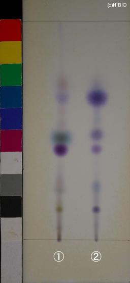 http://mpdb.nibiohn.go.jp/CONTENTS_ROOT/JP_IDENTIFICATION_PHOTO_DATA/JP_IDENTIFICATION_PHOTO_FILE/thumbnail/1273.JPG
