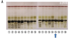 http://mpdb.nibiohn.go.jp/CONTENTS_ROOT/TLC_DATA/TLC_FIG_FILE/thumbnail/663.jpg
