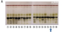 http://mpdb.nibiohn.go.jp/CONTENTS_ROOT/TLC_DATA/TLC_FIG_FILE/thumbnail/664.jpg