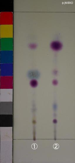 http://mpdb.nibiohn.go.jp/CONTENTS_ROOT/JP_IDENTIFICATION_PHOTO_DATA/JP_IDENTIFICATION_PHOTO_FILE/thumbnail/1275.JPG