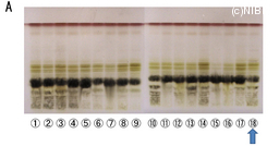 http://mpdb.nibiohn.go.jp/CONTENTS_ROOT/TLC_DATA/TLC_FIG_FILE/thumbnail/666.jpg